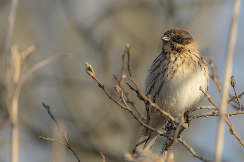 Photo Oiseaux Bruant des roseaux (Emberiza schoeniclus)