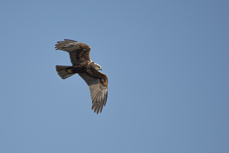 Photo Oiseaux Busard des roseaux (Circus aeruginosus)
