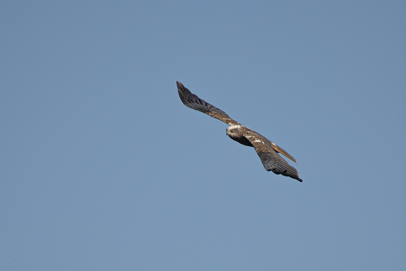 Photo Oiseaux Busard des roseaux (Circus aeruginosus)