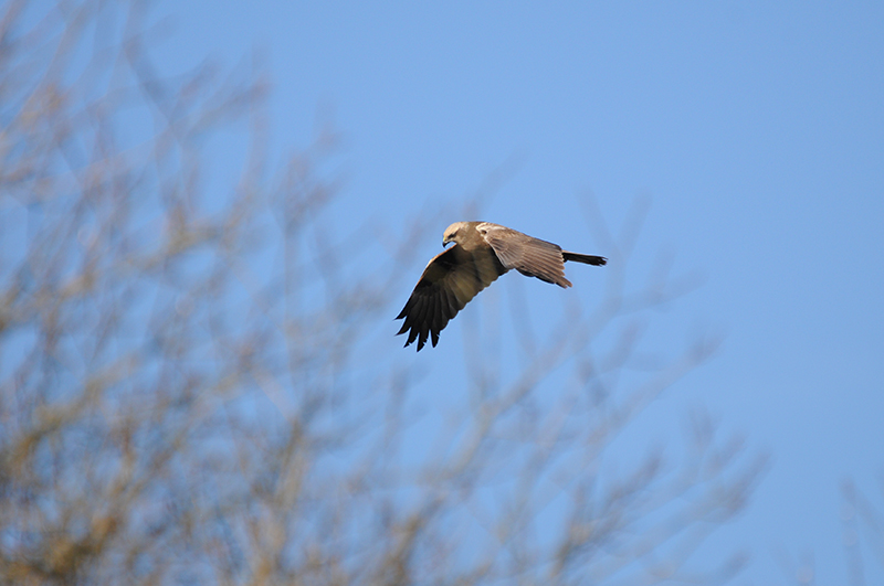 Photo Oiseaux Busard des roseaux (Circus aeruginosus)