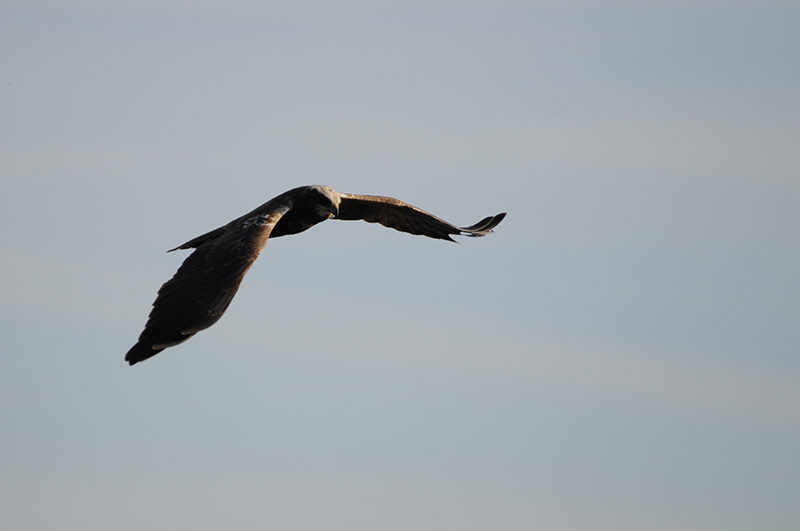 Photo Oiseaux Busard des roseaux (Circus aeruginosus)