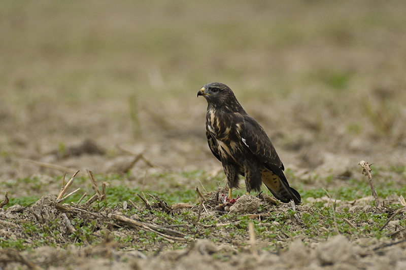 Photo Oiseaux Buse variable (Buteo Buteo)