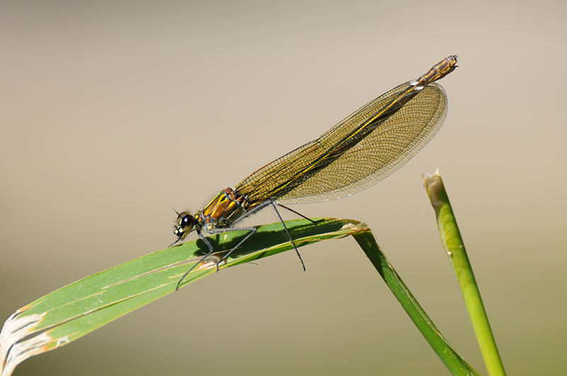 Photo Insectes Caloptéryx éclatant (Calopteryx splendens)