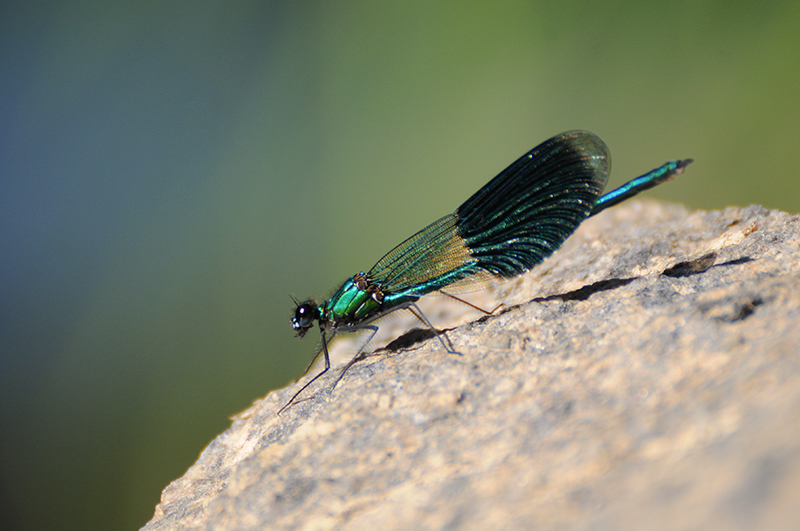 Photo Insectes Caloptéryx éclatant (Calopteryx splendens)
