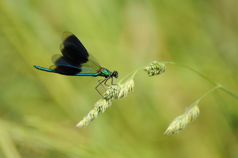 Photo Insectes Caloptéryx éclatant (Calopteryx splendens)