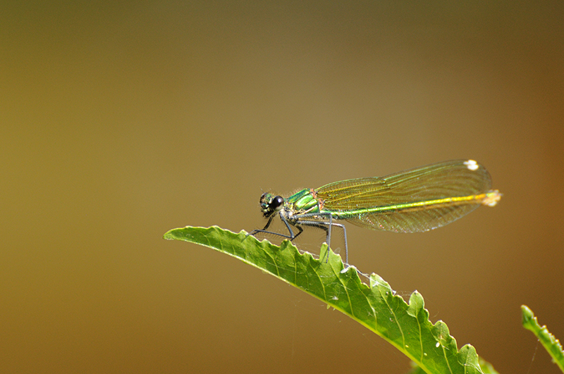 Photo Insectes Caloptéryx éclatant (Calopteryx splendens)