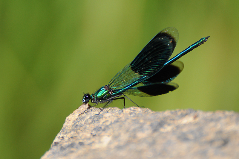 Photo Insectes Caloptéryx éclatant (Calopteryx splendens)