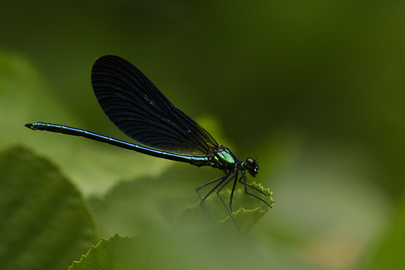 Photo Insectes Caloptéryx vierge (Calopteryx virgo)
