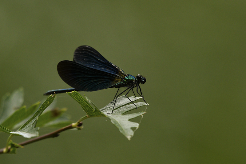 Photo Insectes Caloptéryx vierge (Calopteryx virgo)