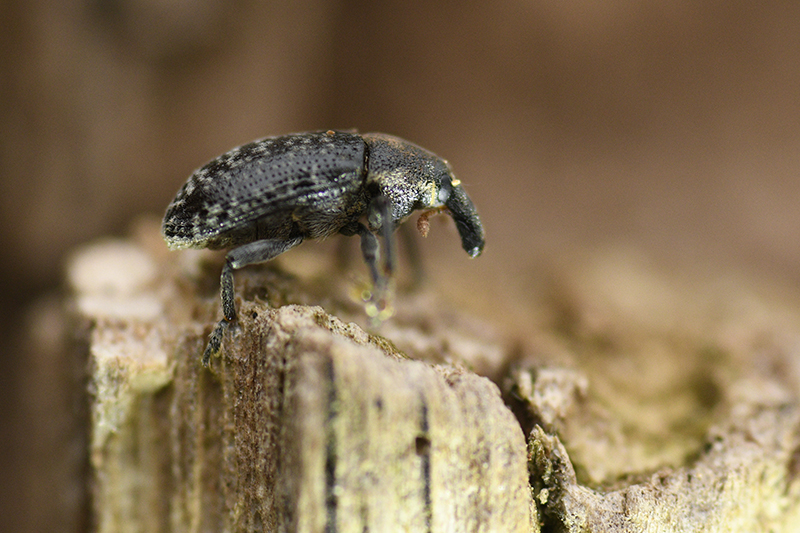 Photo Insectes Charançon sp.