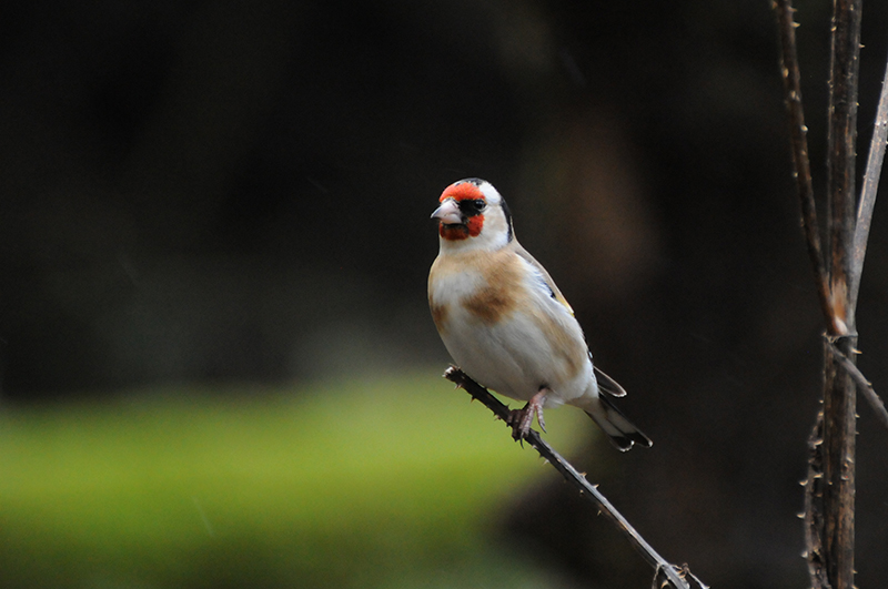 Photo Oiseaux Chardonneret élégant (Carduelis carduelis)