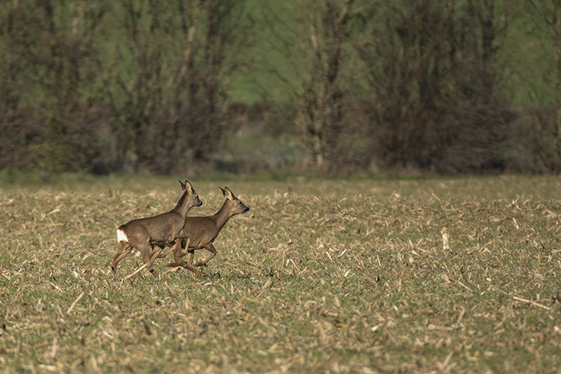 Photo Mammifères Chevreuil (Capreolus capreolus)