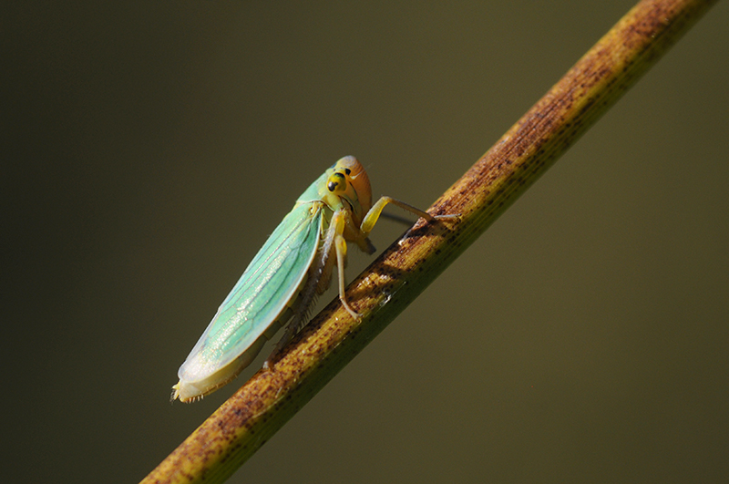 Photo Insectes Cicadelle verte (Empoasca vitis)