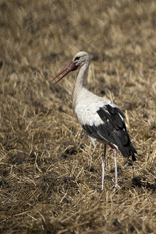 Photo Oiseaux Cigogne blanche (Ciconia ciconia)