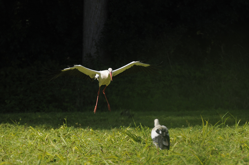 Photo Oiseaux Cigogne blanche (Ciconia ciconia)