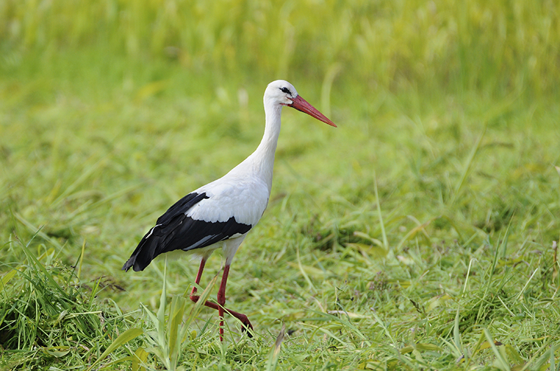 Photo Oiseaux Cigogne blanche (Ciconia ciconia)