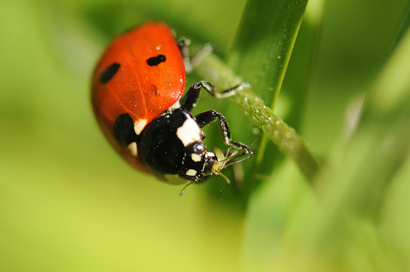 Photo Insectes Coccinelle à 7 points (Coccinella septempunctata)