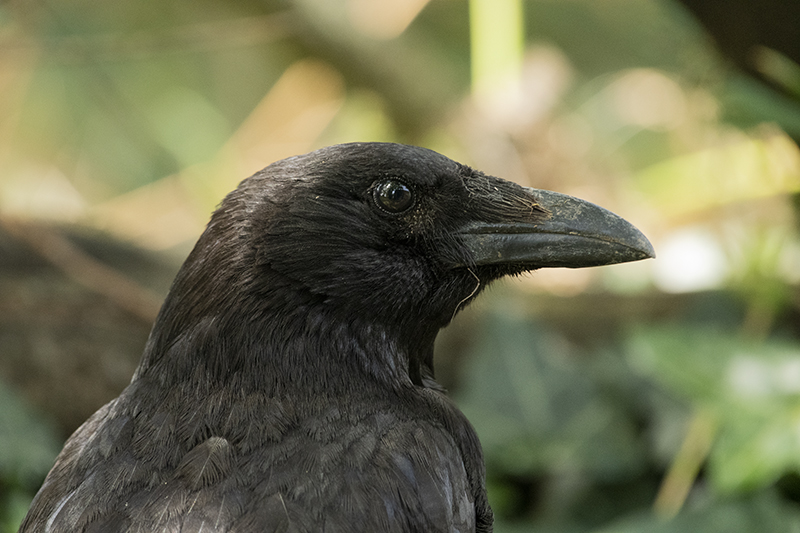 Photo Oiseaux Corneille noire (Corvus corone)