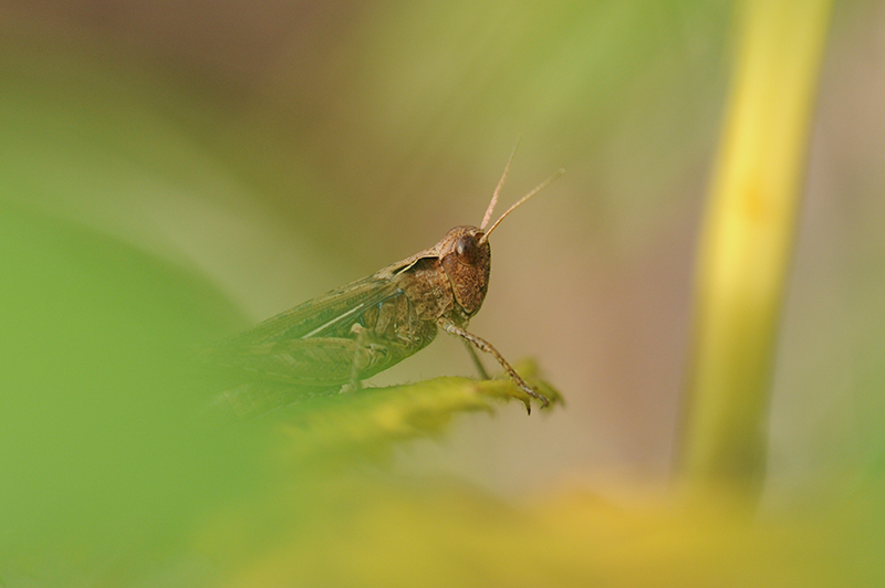 Photo Insectes Criquet (Caelifera sp.)