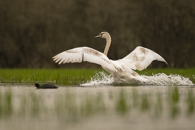 Photo Oiseaux Cygne tuberculé (Cygnus olor)