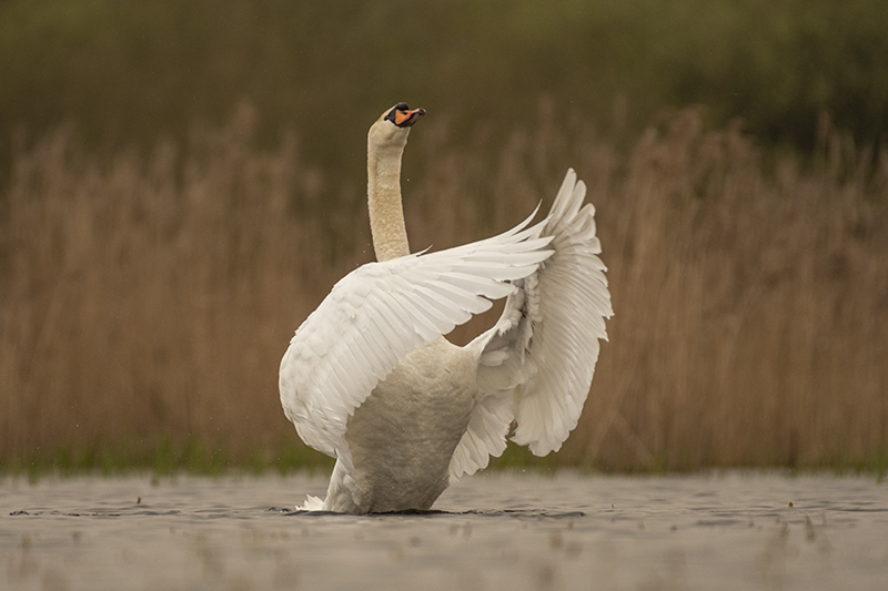 Photo Oiseaux Cygne tuberculé (Cygnus olor)