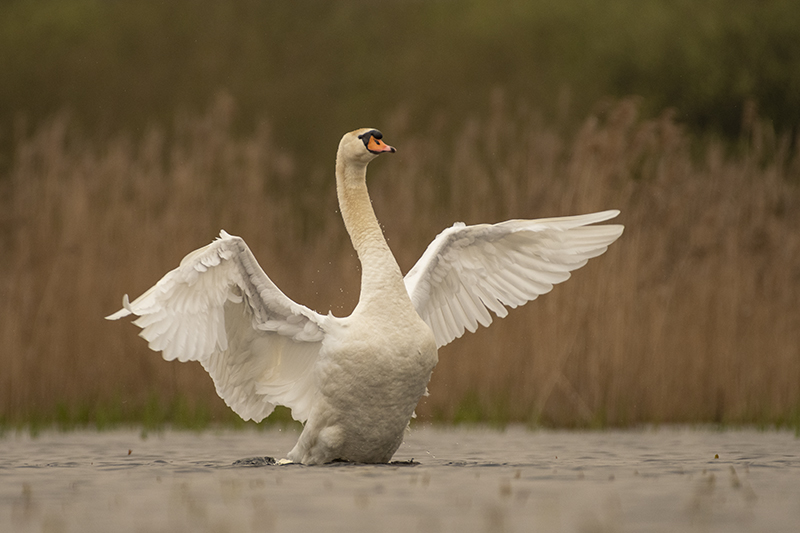 Photo Oiseaux Cygne tuberculé (Cygnus olor)