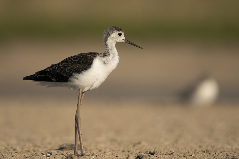 Photo Oiseaux Echasse Blanche (Himantopus himantopus)