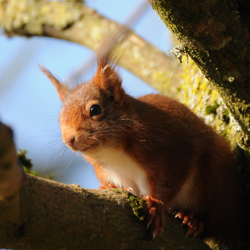 Photo Mammifères Ecureuil roux (Sciurus vulgaris)