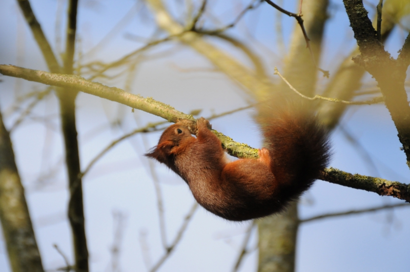 Photo Mammifères Ecureuil roux (Sciurus vulgaris)