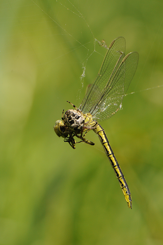 Photo Araignées Épeire des roseaux (Larinioides cornutus), Gomphe joli (Gomphus pulchellus)