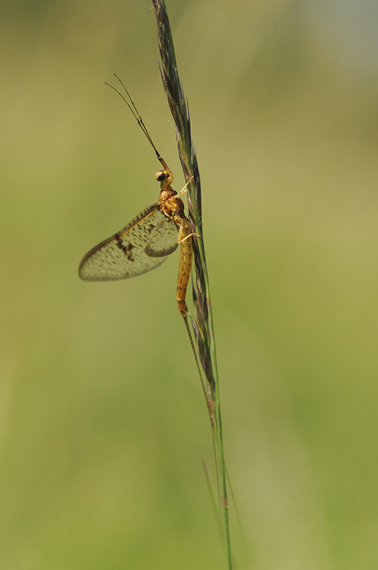 Photo Insectes Éphémère SP