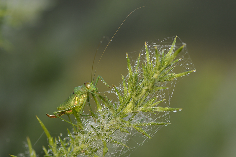 Photo Insectes  Ephippigère carénée (Uromenus rugosicollis)