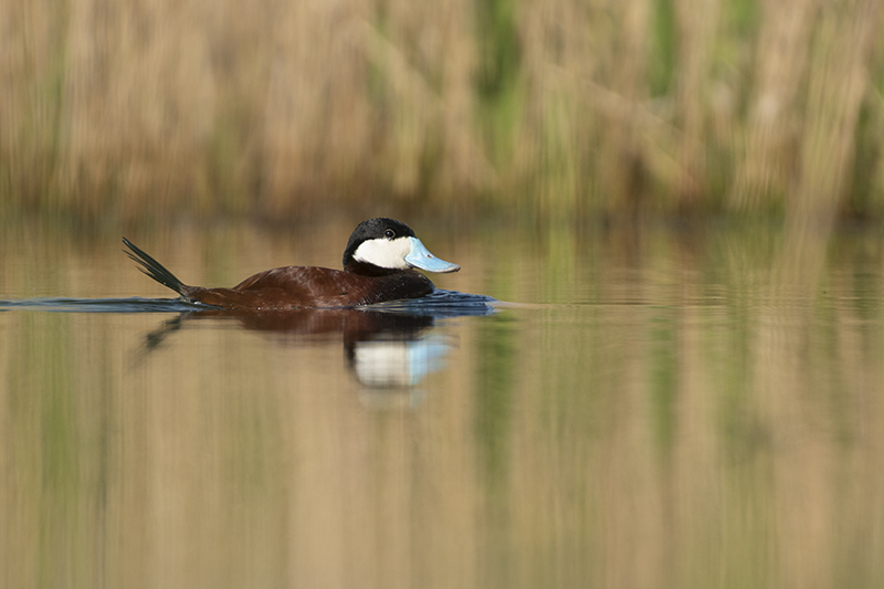 Photo Oiseaux Érismature rousse (Oxyura jamaicensis)