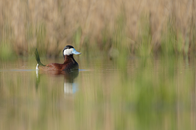 Photo Oiseaux Érismature rousse (Oxyura jamaicensis)