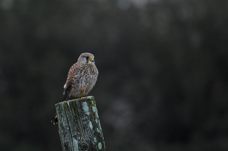 Photo Oiseaux Faucon crécerelle (Falco tinnunculus)