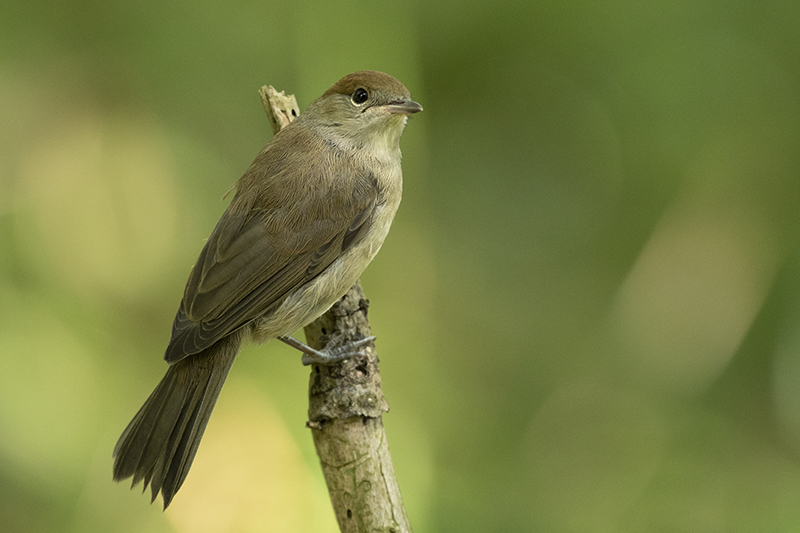 Photo Oiseaux Fauvette à tête noire (Sylvia atricapilla)
