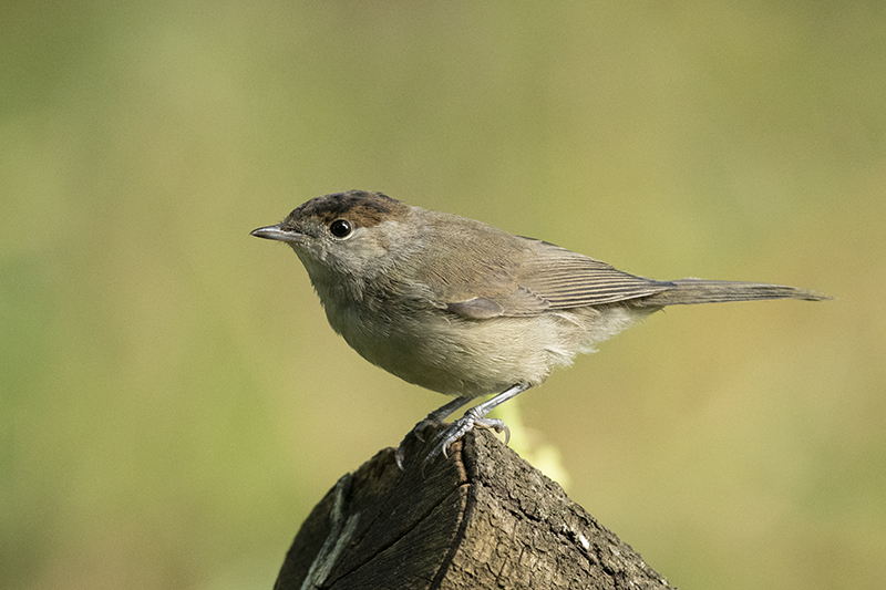 Photo Oiseaux Fauvette à tête noire (Sylvia atricapilla)