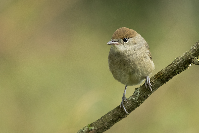 Photo Oiseaux Fauvette à tête noire (Sylvia atricapilla)