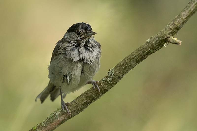 Photo Oiseaux Fauvette à tête noire (Sylvia atricapilla)