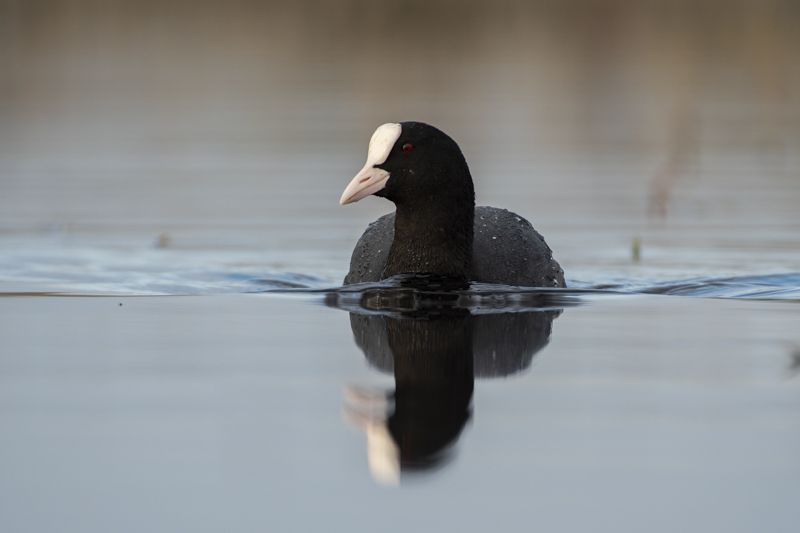 Photo Oiseaux Foulque macroule (Fulica atra)