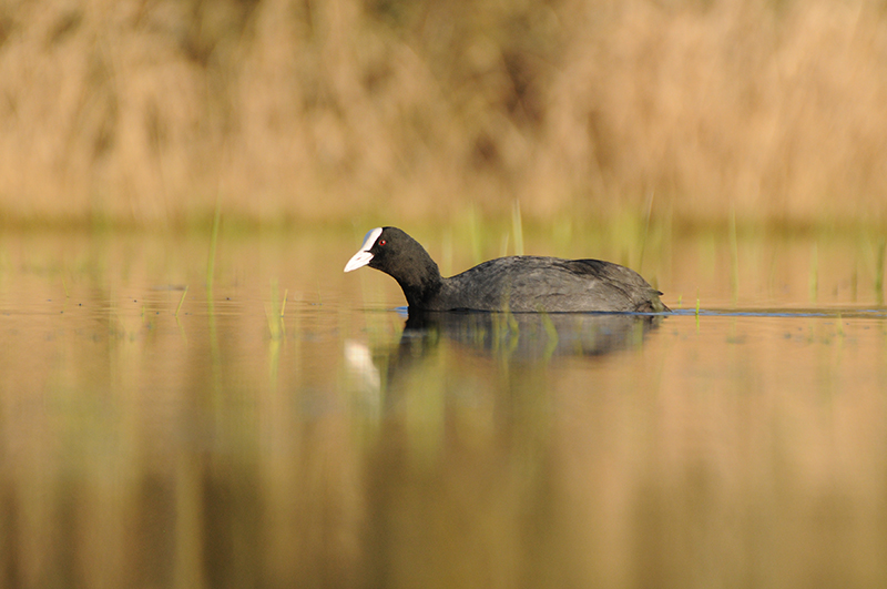 Photo Oiseaux Foulque macroule (Fulica atra)