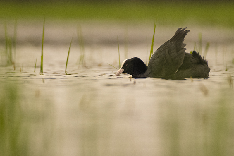 Photo Oiseaux Foulque macroule (Fulica atra)