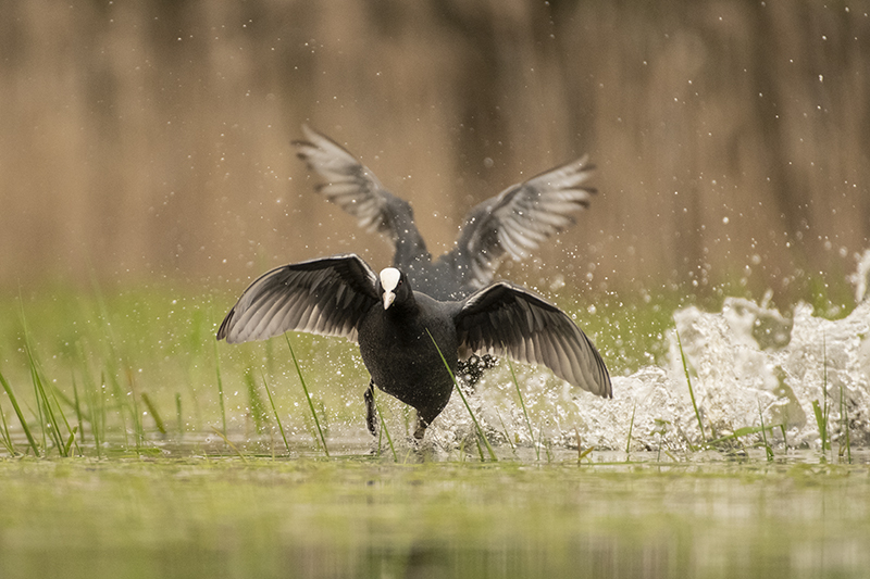 Photo Oiseaux Foulque macroule (Fulica atra)