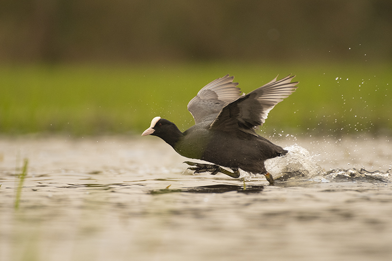 Photo Oiseaux Foulque macroule (Fulica atra)