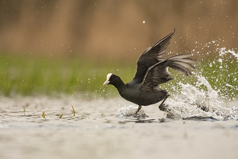 Photo Oiseaux Foulque macroule (Fulica atra)