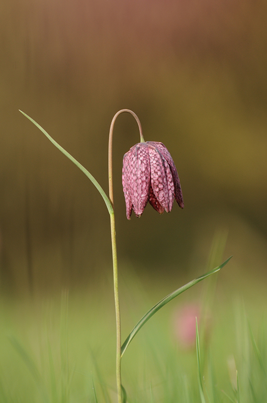 Photo Flore Fritillaire pintade (Fritillaria meleagris)