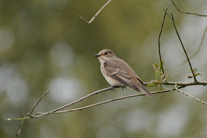 Photo Oiseaux Gobemouche gris (Muscicapa striata)