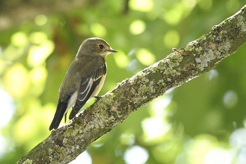 Photo Oiseaux Gobemouche noir (Ficedula hypoleuca)