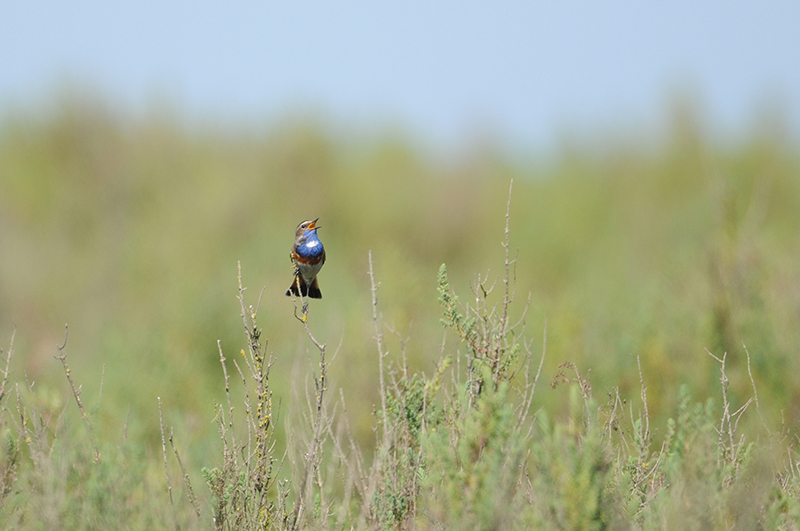 Photo Oiseaux Gorgebleue à miroir (Luscinia svecica)