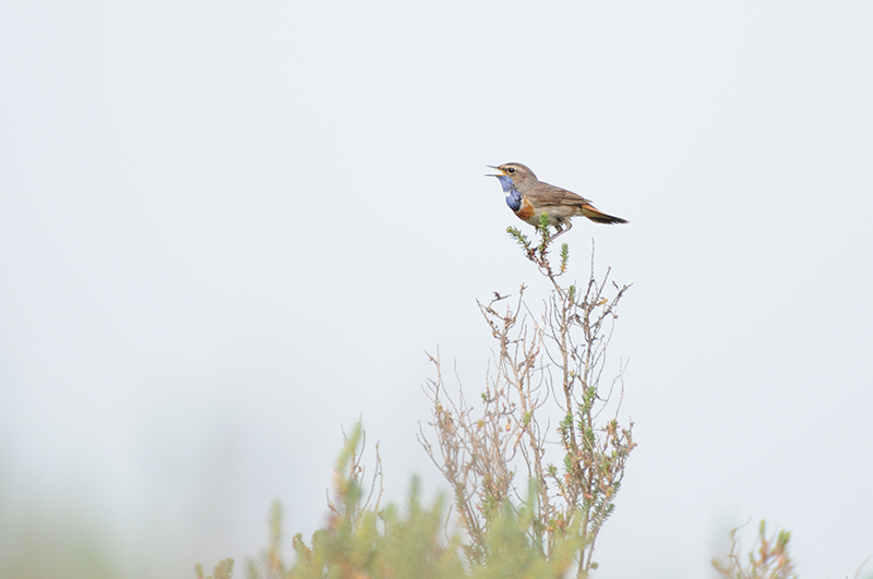 Photo Oiseaux Gorgebleue à miroir (Luscinia svecica)